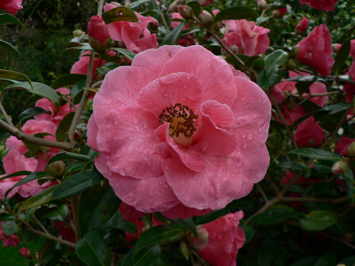 x williamsii Puddington Beauty